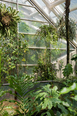 plants in greenhouse