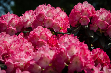 pink flowers in garden