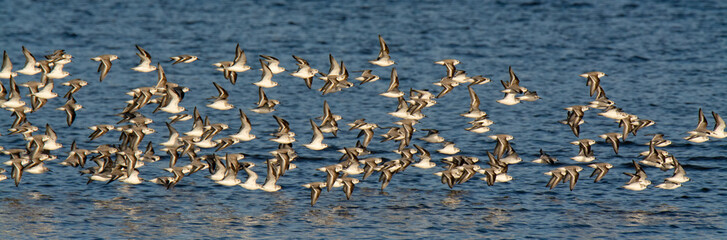 Sandpiper Birds Flying Over Water