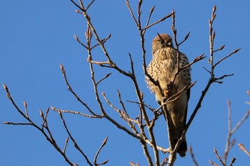 Gheppio