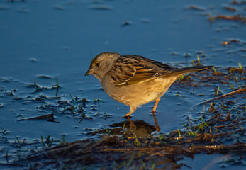 Sparrow Bird Feeding Along the Water