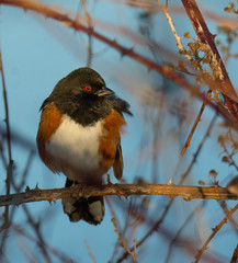 Western Towhee Bird Resting on Branch