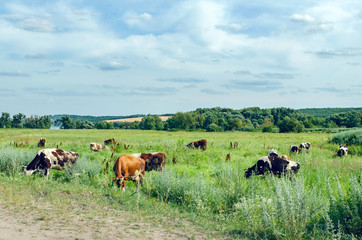 Cows graze in a field on green grass