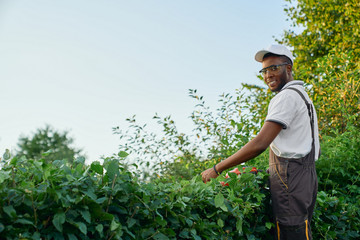 Naklejka na ściany i meble Afro american guy working with gardening equipments outdoors