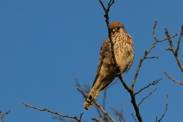 Gheppio