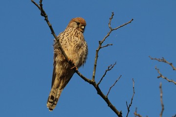 Gheppio