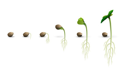Stages of cannabis seed germination from seed to sprout, realistic illustration isolated on white background - obrazy, fototapety, plakaty