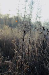 morning in the forest