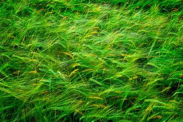 Grain Field Wheat Growth Growing Green Farming Agricultural