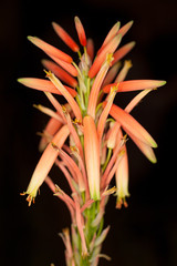 orange flower black background