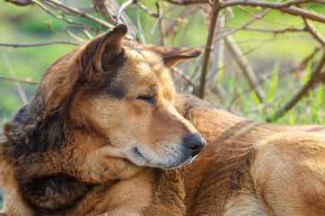 Portrait of a big brown dog lying in the grass