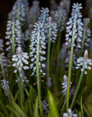 blue flowers in garden