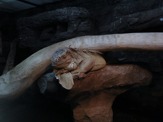 Indonesian pangolin, monitor lizard, dragon. Java.