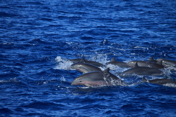  pod of pink belly dolphins leaping and splashing 