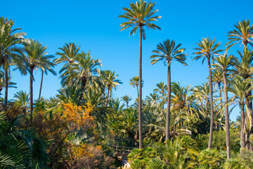 Fototapeta na wymiar Lush palm grove in warm weather Countless tall palm trees fill the entire country next to the lakes