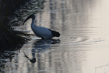 Ibis sacro