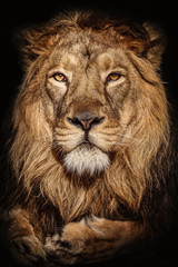Face lion