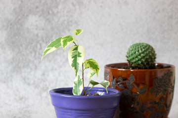 Various indoor plants on a background of gray concrete wall.
