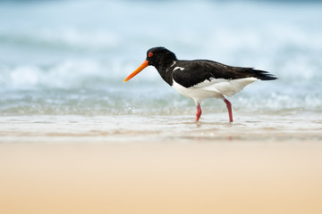 Great Oystercatcher, wildlife, close up, ornithology, Haematopus ostralegus