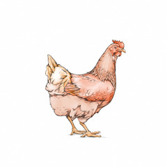 Huhn, Nutztier