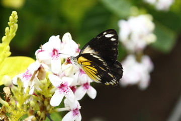 Yellow and Black butterfly on white and violet flowers