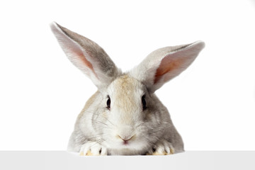 a grey furry rabbit looks at the sign. Isolated on a white background. Easter bunny . The hare looks at the sign.