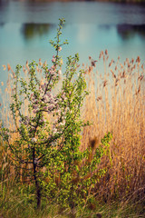 Spring landscape with a blooming young wild apple tree by the river