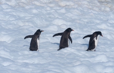 Fototapeta premium Gentoo penguins returning to the ocean to feed from their rookeries uphill. Neko Harbor, Antarctic Peninsula