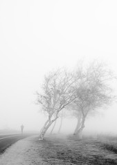Trees and Fog with Jogger. Great from office and home art
