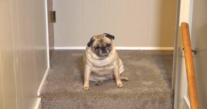 A fat pug down, afraid to walk down the steps, walks away.  	