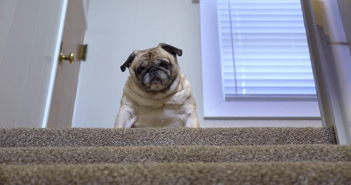 A sad, fat pug dog sits atop of a household staircase afraid to walk down.  	