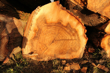 a tree trunk with annual rings closeup in the winter sunshine