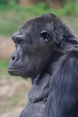 Female western lowland gorilla (Gorilla gorilla gorilla), head portrait