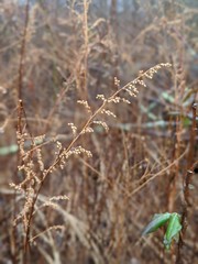 Weeds in winter