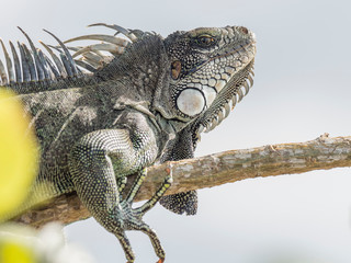 An adult Green Iguana (Iguana iguana), basking in the sun on the Yanayacu River, Amazon Basin, Loreto, Peru