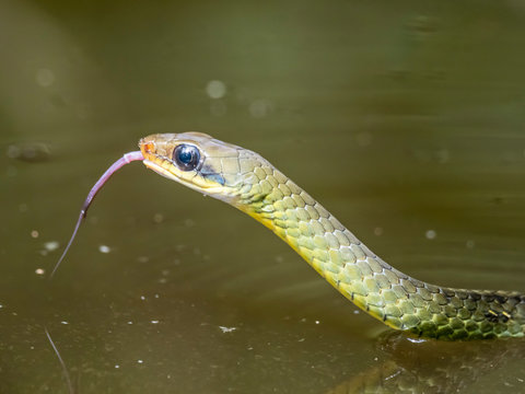 An adult olive whipsnake (Chironius fuscus), swimming in Belluda Creek, Ucayali River, Loreto, Peru