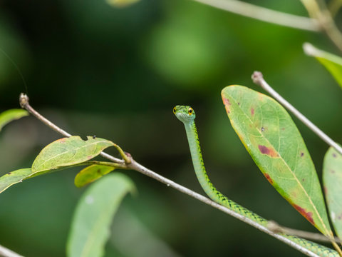 Black-skinned parrot snake (Leptophis ahaetulla nigromarginatus), Pacaya River, Amazon Basin, Loreto, Peru