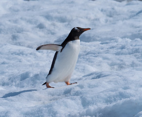 A gentoo penguin climbing snowy hills back to the rookery in Neko Harbor, a spectacular inlet of the Antarctic Peninsula