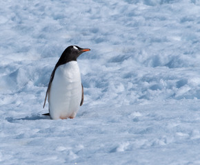 A gentoo penguin climbing snowy hills back to the rookery in Neko Harbor, a spectacular inlet of the Antarctic Peninsula
