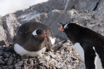 Fototapeta premium Beautiful Neko Harbor, an inlet of the Antarctic Peninsula