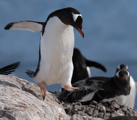 Obraz premium Closeup of a gentoo penguin, Neko Harbor, an inlet of the Antarctic Peninsula