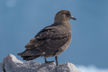 Great Skua waiting for a chance to steal a penguin egg or chick, Neko Harbor, an inlet of the Antarctic Peninsula
