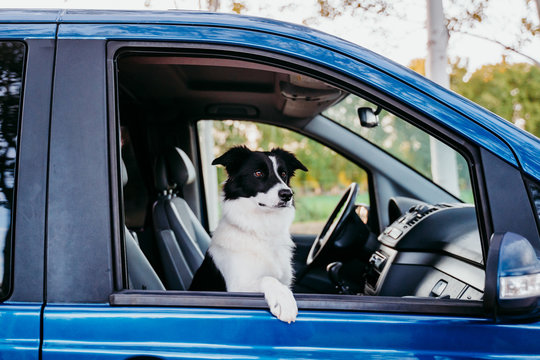 cute border collie dog looking by the window a van. travel concept