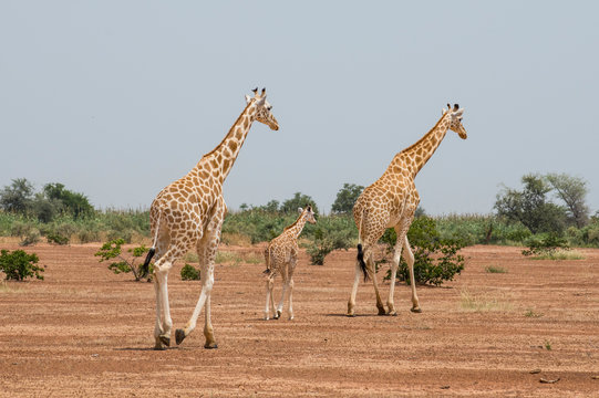 West African giraffes (Giraffa camelopardalis peralta), Koure, Niger, West Africa