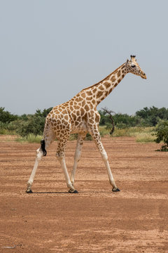 West African giraffes (Giraffa camelopardalis peralta), Koure, Niger, West Africa