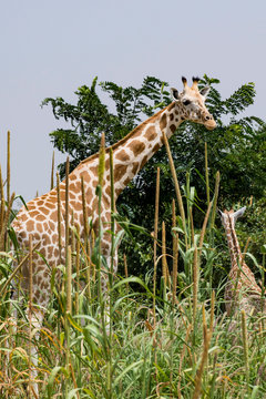 West African giraffes (Giraffa camelopardalis peralta), Koure, Niger, West Africa