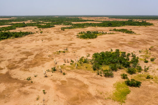 West African giraffes (Giraffa camelopardalis peralta), Koure, Niger, West Africa