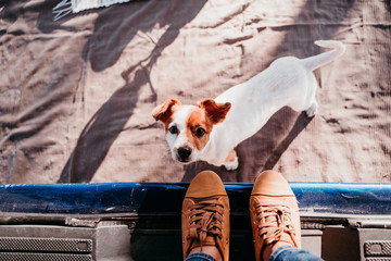 cute jack russell dog and his unrecognizable owner woman relaxing in a van. travel concept