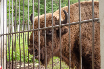 Caucasian bison behind a fence at the zoo