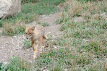 The golden jackal (Canis aureus), also known as the Eurasian golden jackal, common jackal, Asiatic jackal or reed wolf
